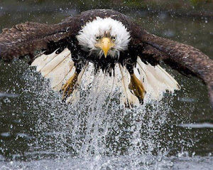 Meet your Posher, Paul